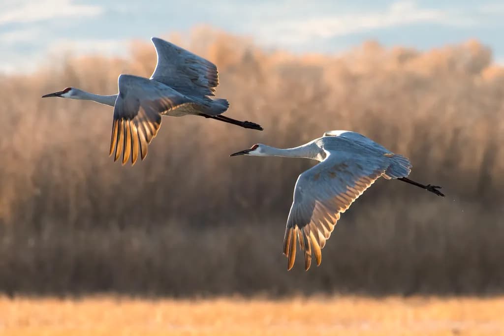 Synchronized Sandhill Soar