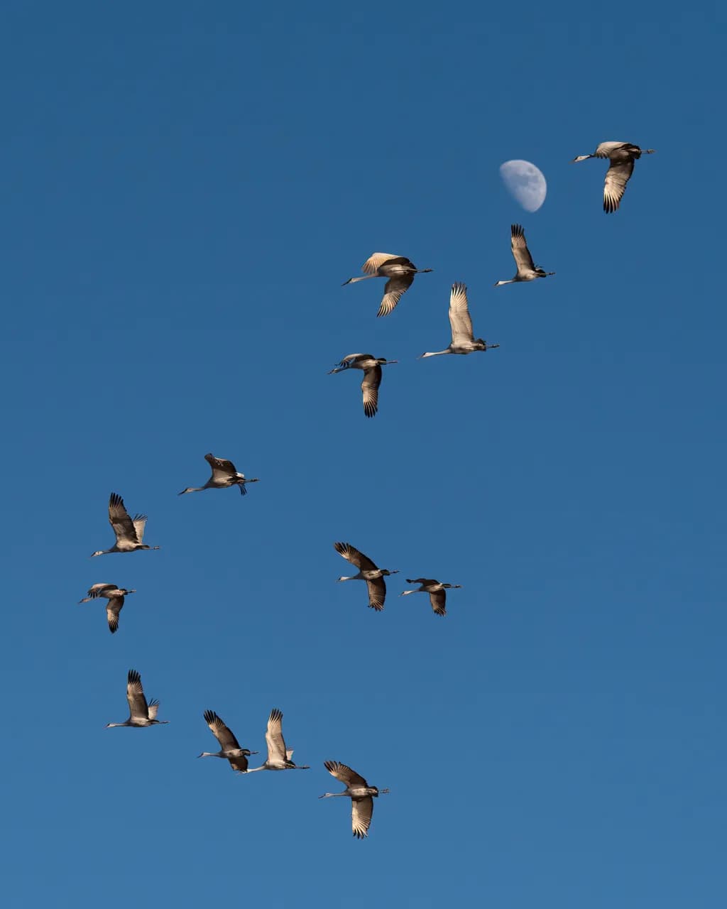 Sandhill Moonflight