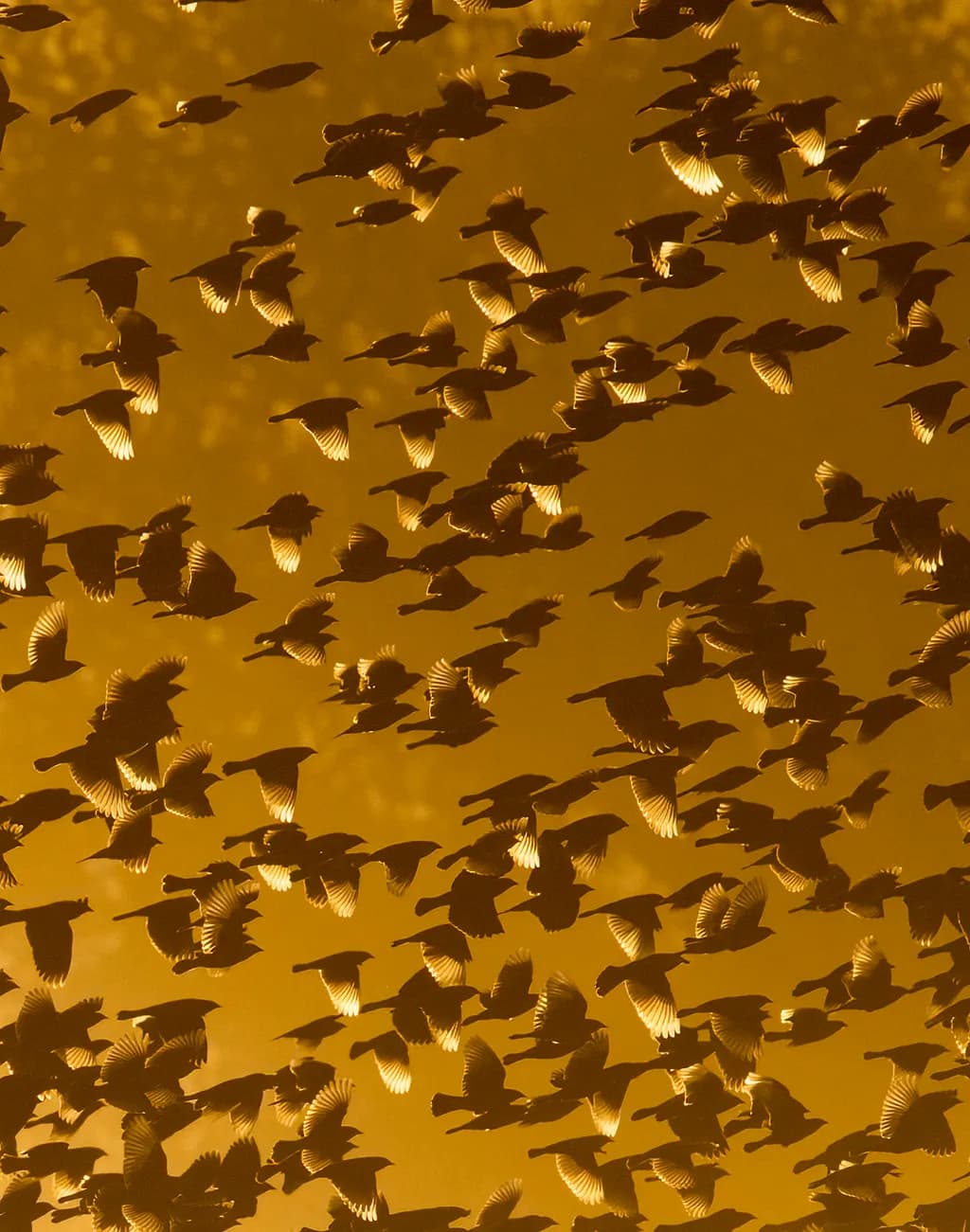 Black Bird Murmuration
