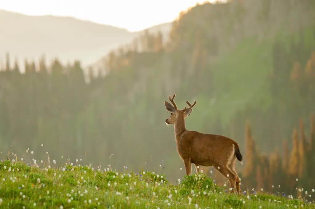 Black Tail Morning