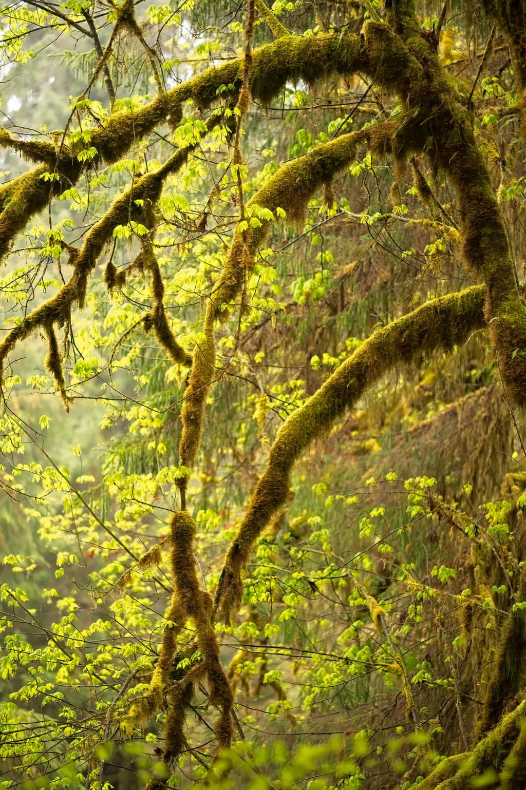 Mossy Embrace
