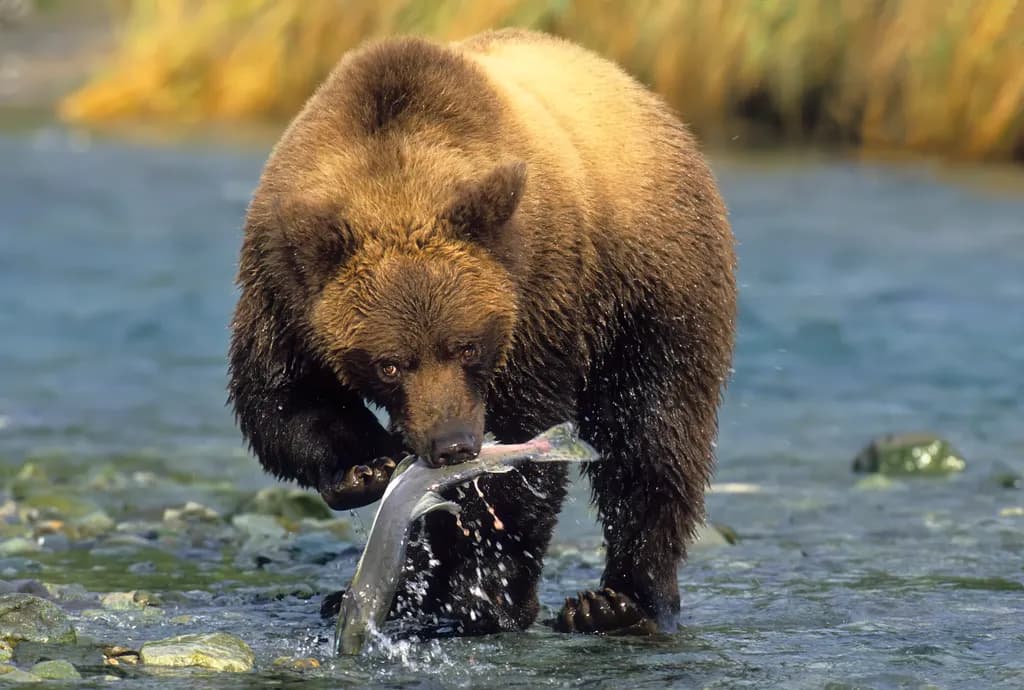 River Catch