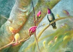 Hummingbird Bloom