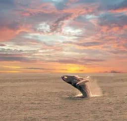 Sunset Breach