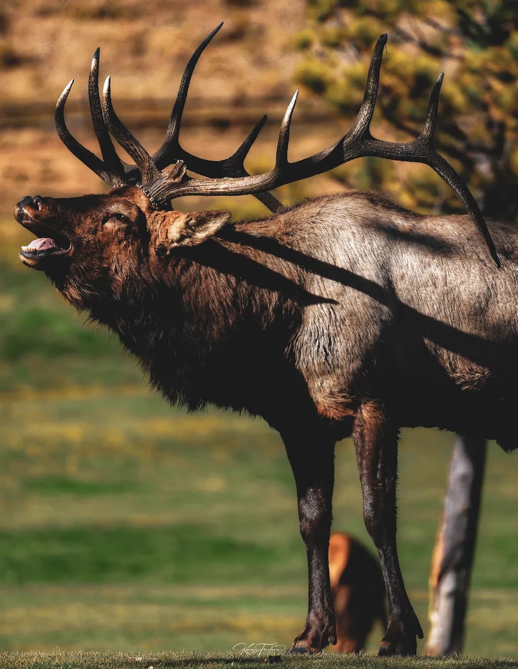 Majestic Echoes: The Call of the Wild Elk