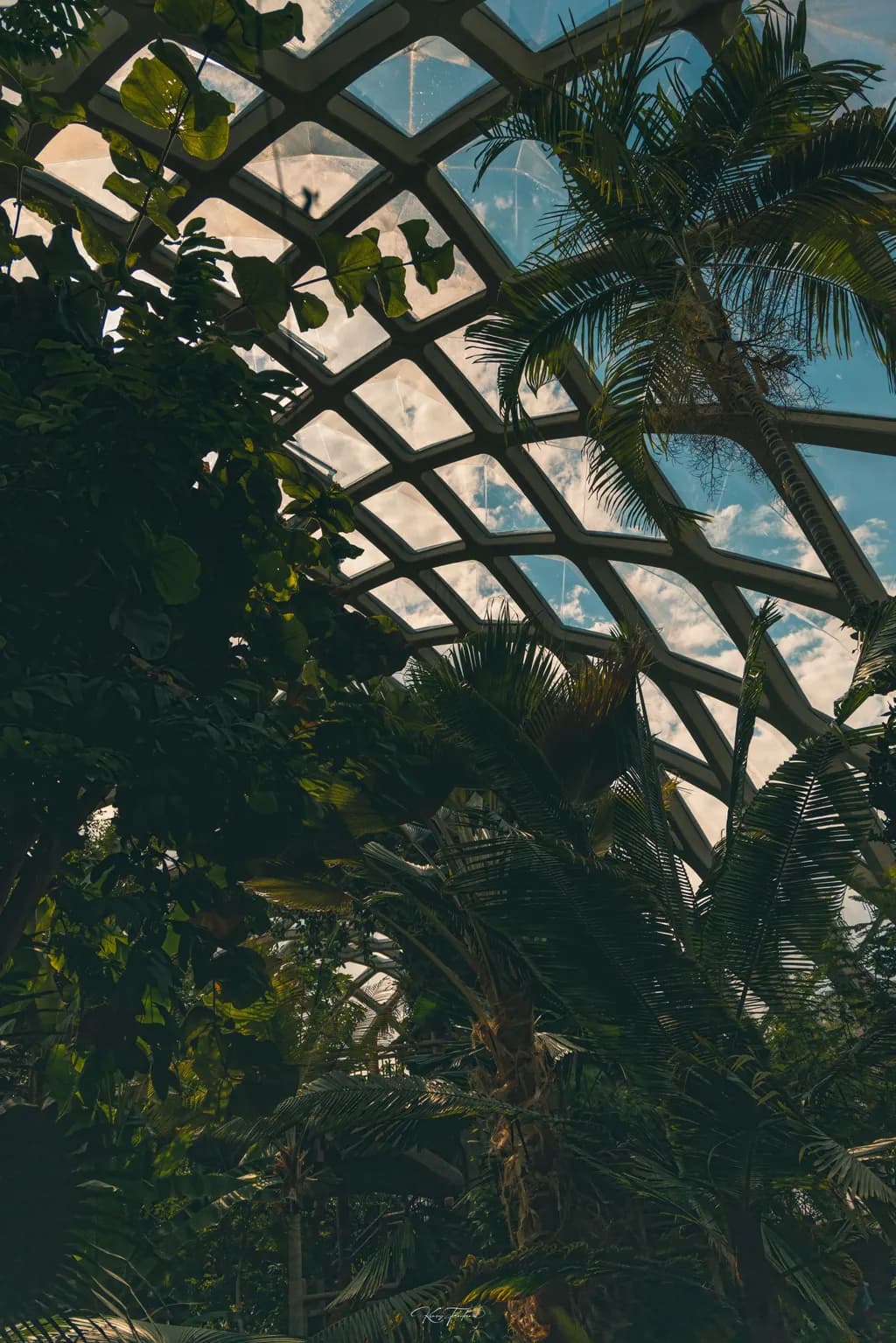 Whispers of Nature: A Serene Escape Beneath the Canopy