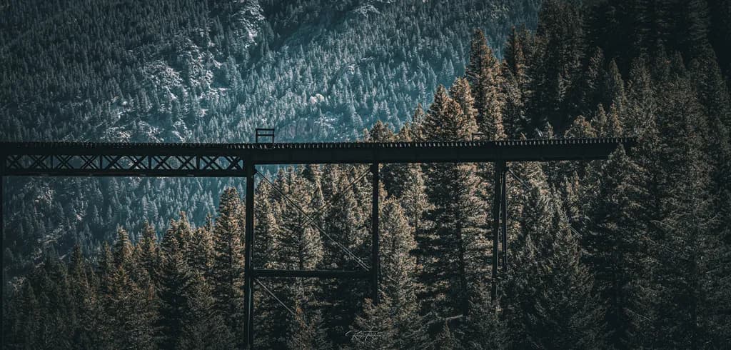 Whispers of the Forest: A Bridge Between Nature and Serenity