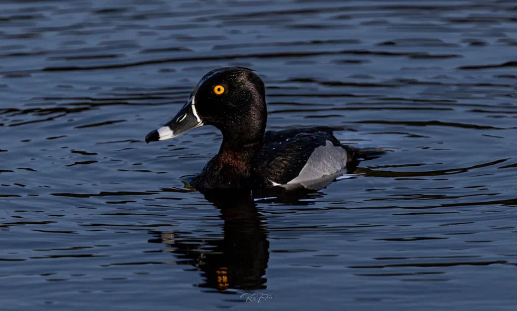 Whimsical Waters: A Striking Portrait of a Diving Duck in Tranquil Reflection