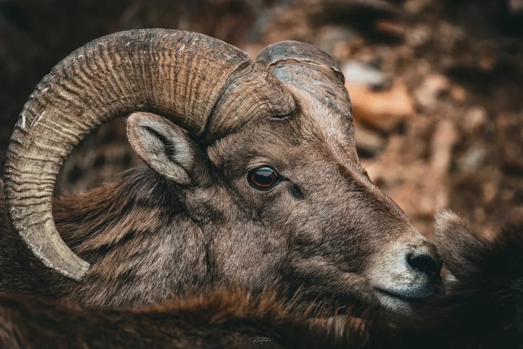 Majestic Gaze: The Strength and Serenity of the Mountain Ram