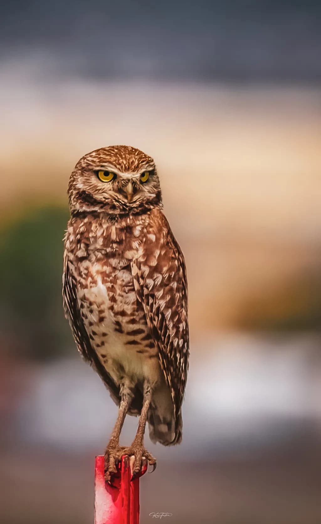Whimsical Watcher: The Burrowing Owl's Poised Gaze in Nature's Palette
