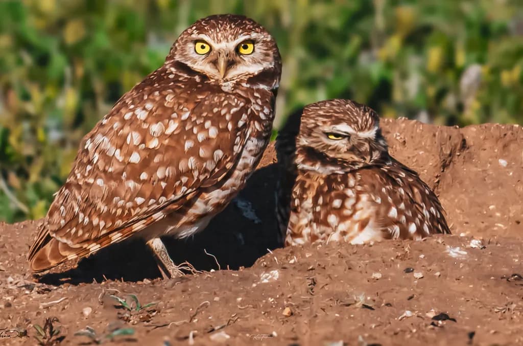 Whimsical Guardians of the Night: A Captivating Encounter with Burrowing Owls in Their Natural Habitat