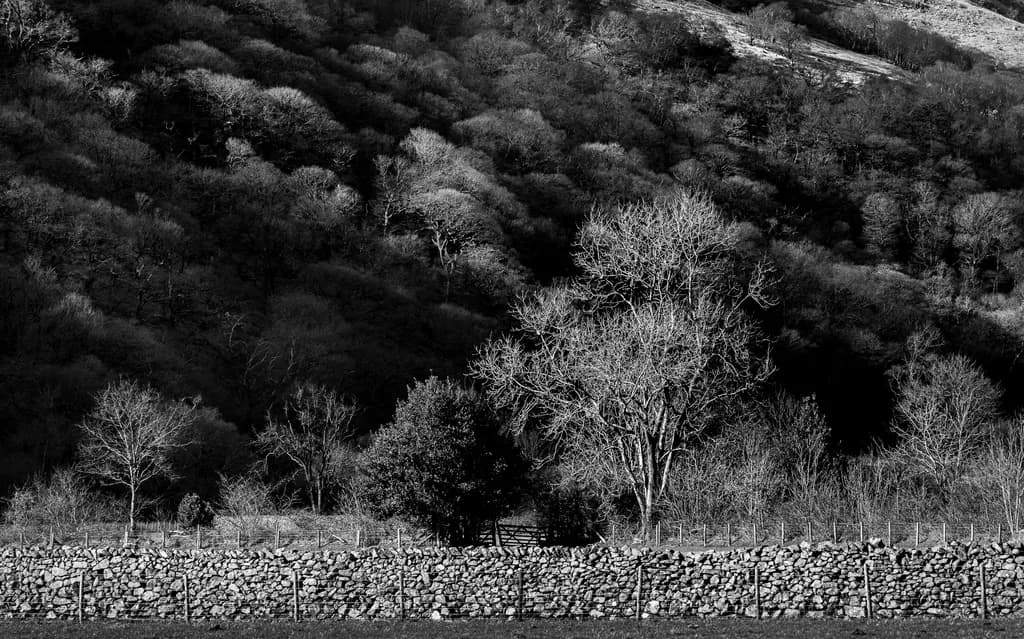 Whispers of Shadows: A Monochrome Dance Among Trees and Stonewalls