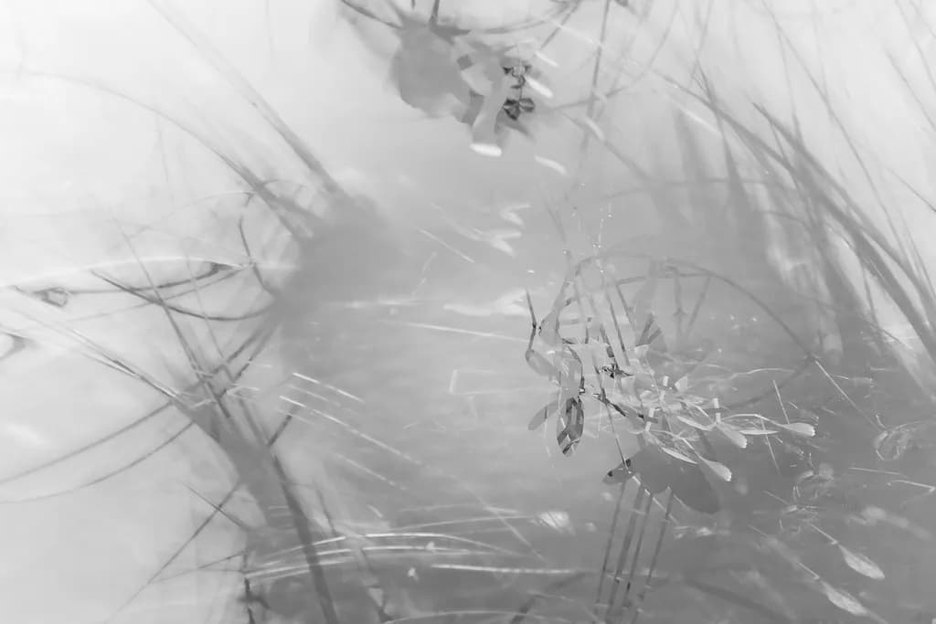 Whispers of Nature: An Abstract Monochrome Reflection in Organic Textures