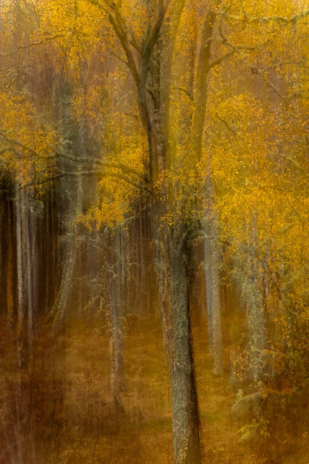 Autumn Haze