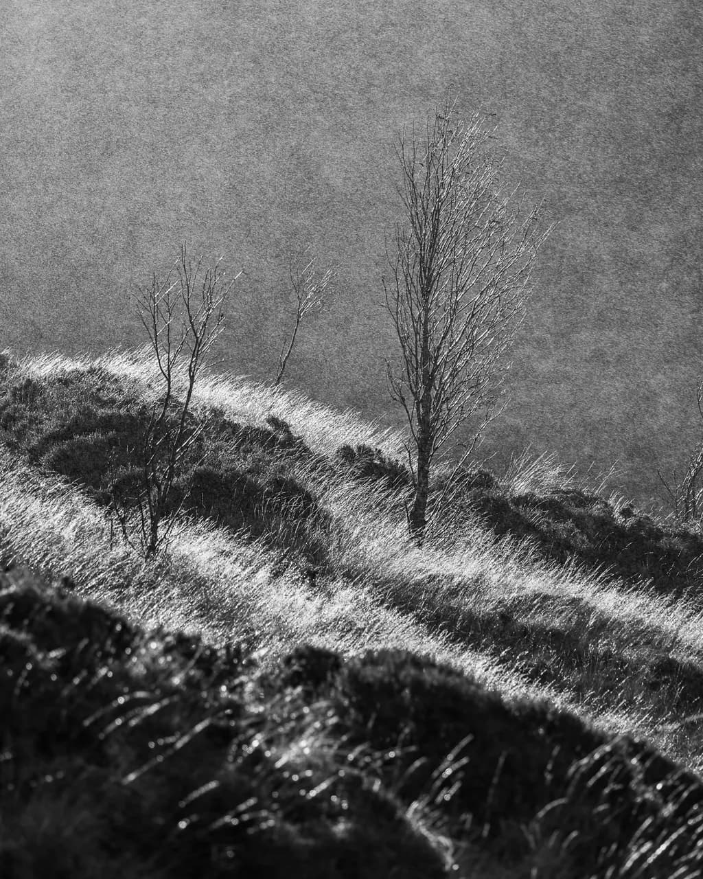 Silent Hillside