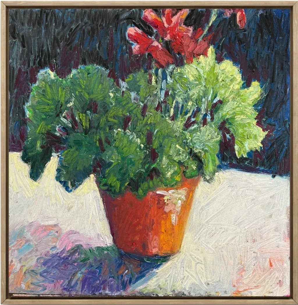 Potted Pelargonium