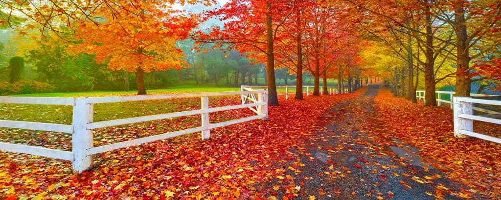 Autumn's Embrace: A Serene Pathway Through Vibrant Foliage and Tranquil Fences