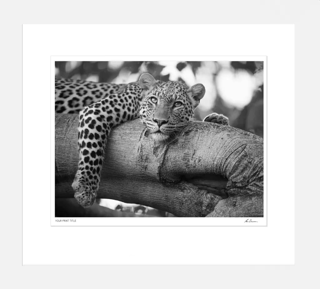 Leopard's Serenity: A Black-and-White Portrait of Relaxation in the Wild