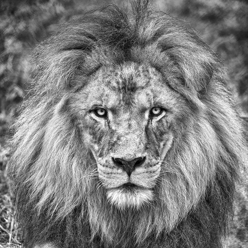 Monochrome Majesty