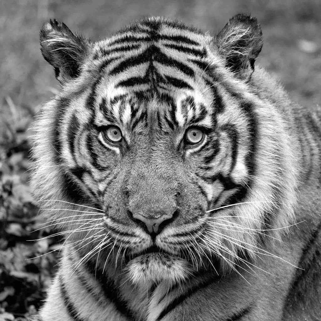 Focused Gaze
