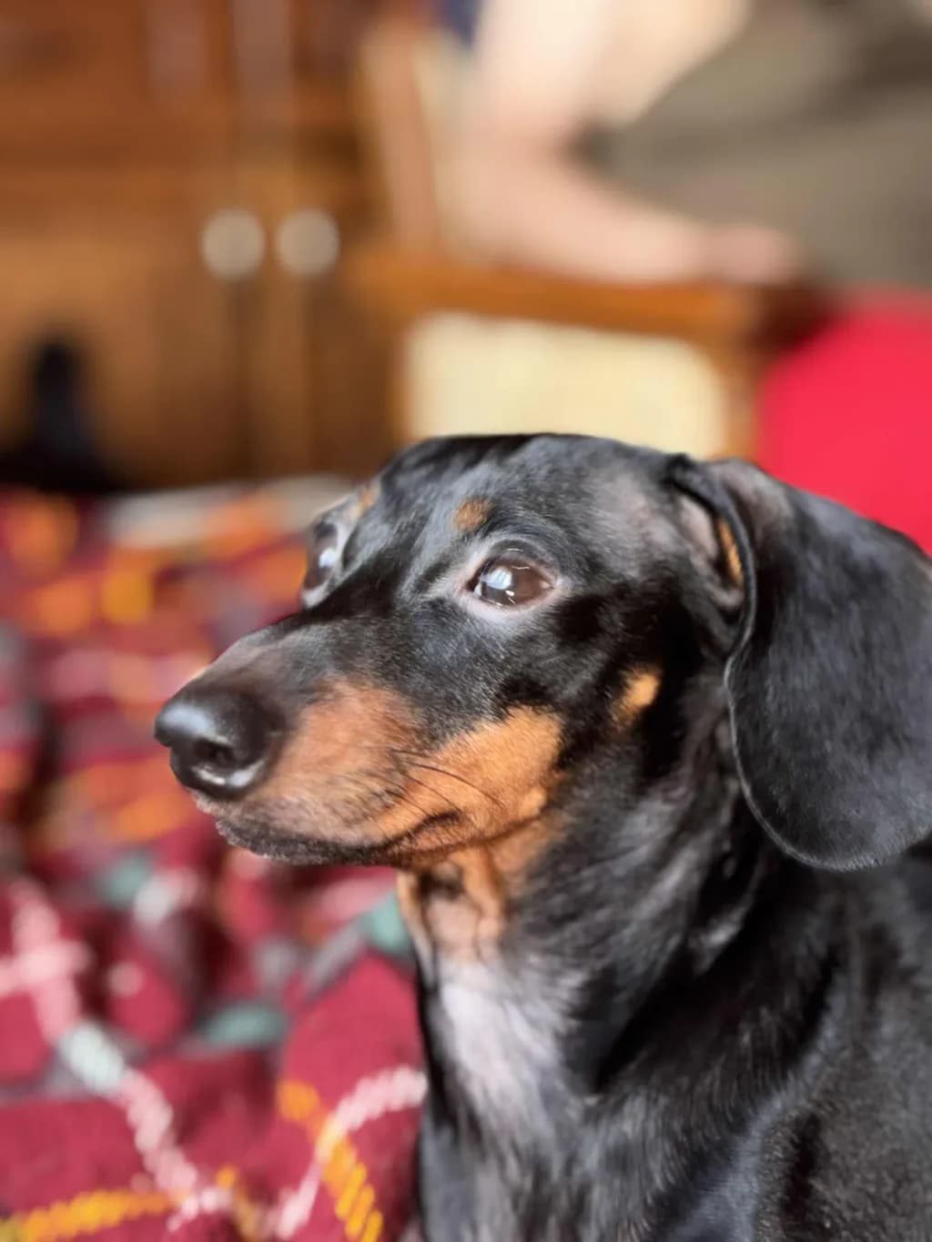 Whiskers of Wonder: A Portrait of a Playful Dachshund in Cozy Comfort