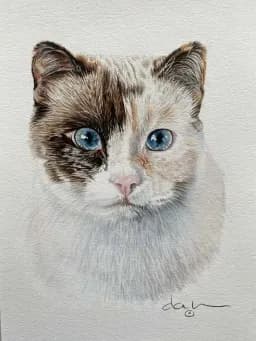 Cat's Gaze - Boo