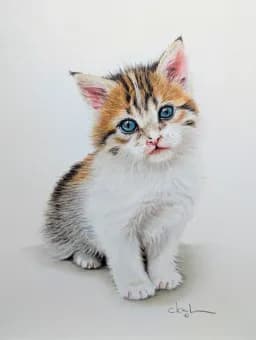 Ashen Shadow Kitten