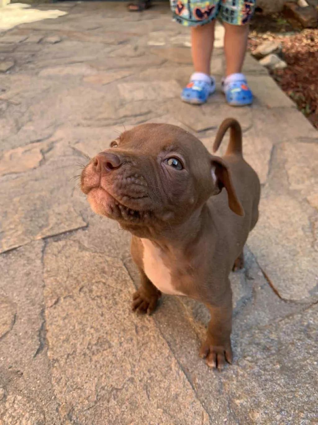 Whimsical Whiskers: A Playful Pup's Curious Gaze on Sunlit Stones