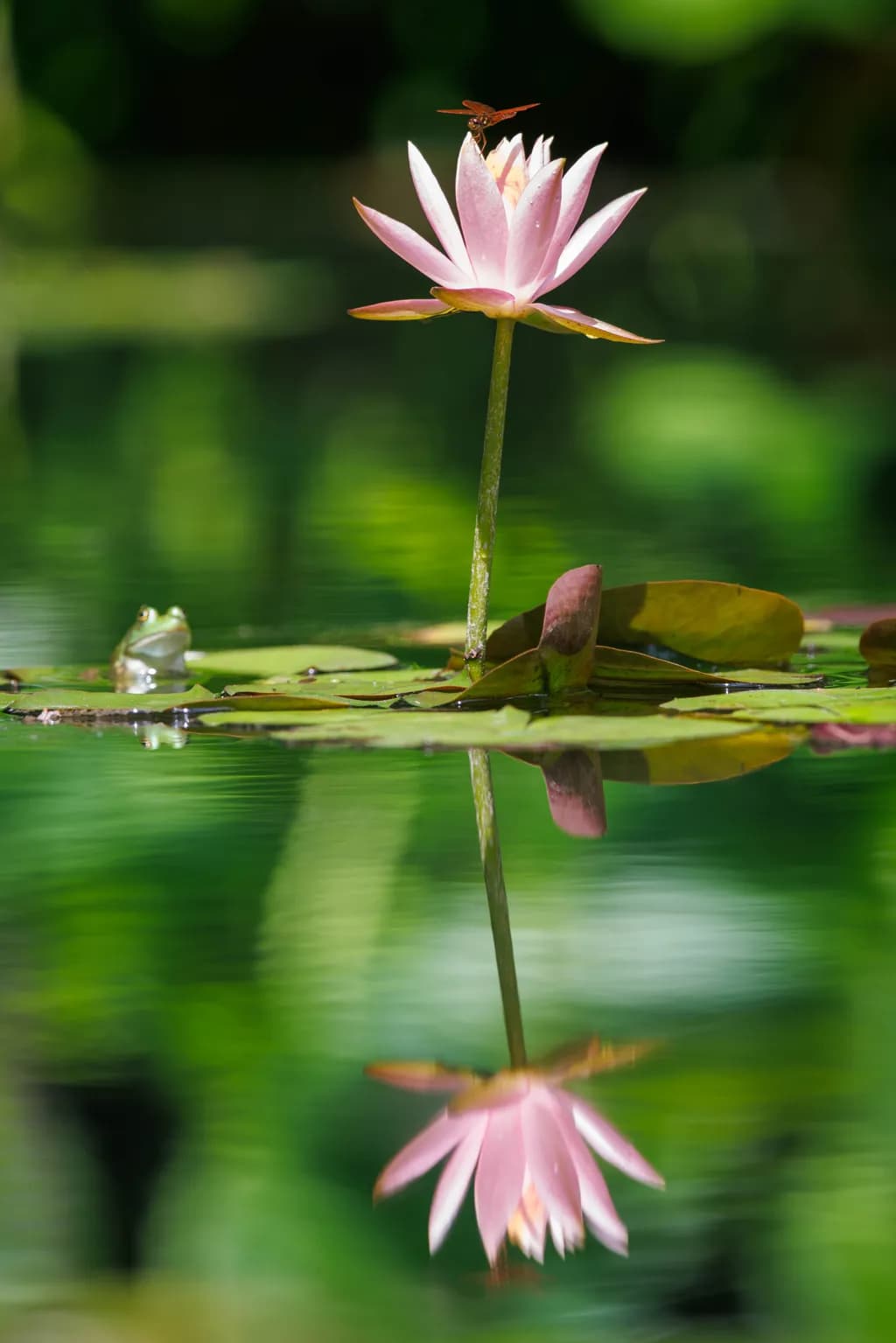 Whispers on the Pond