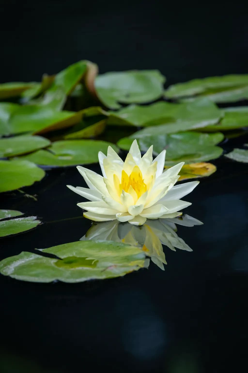 Water Lily Reflection