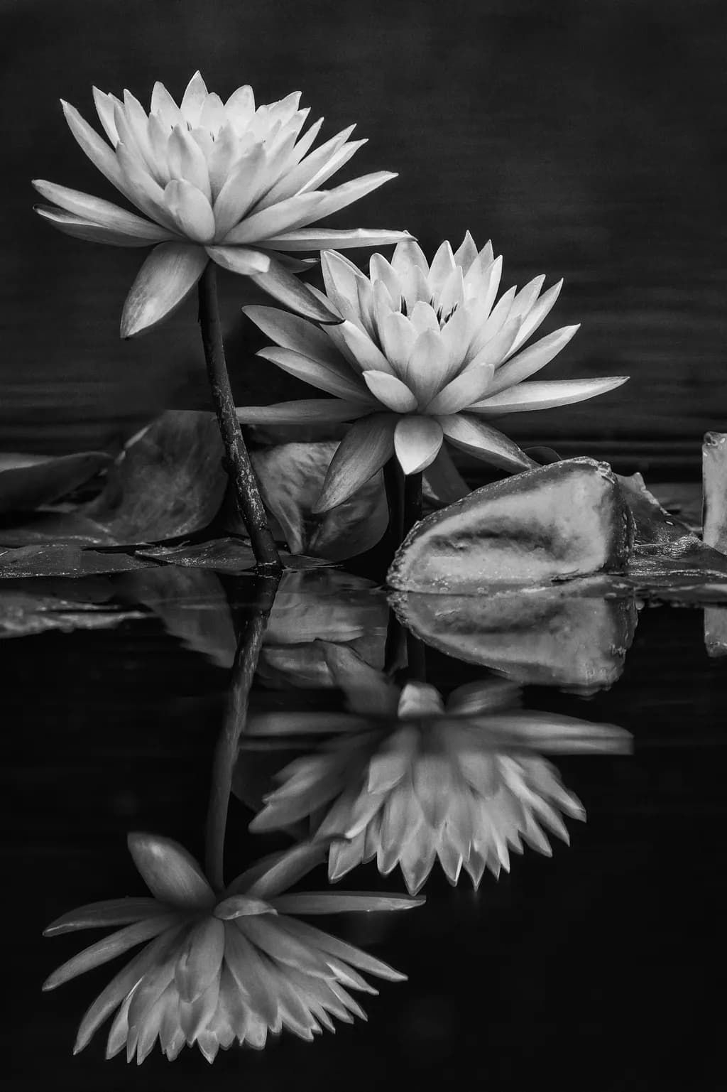 Silent Reflections 2