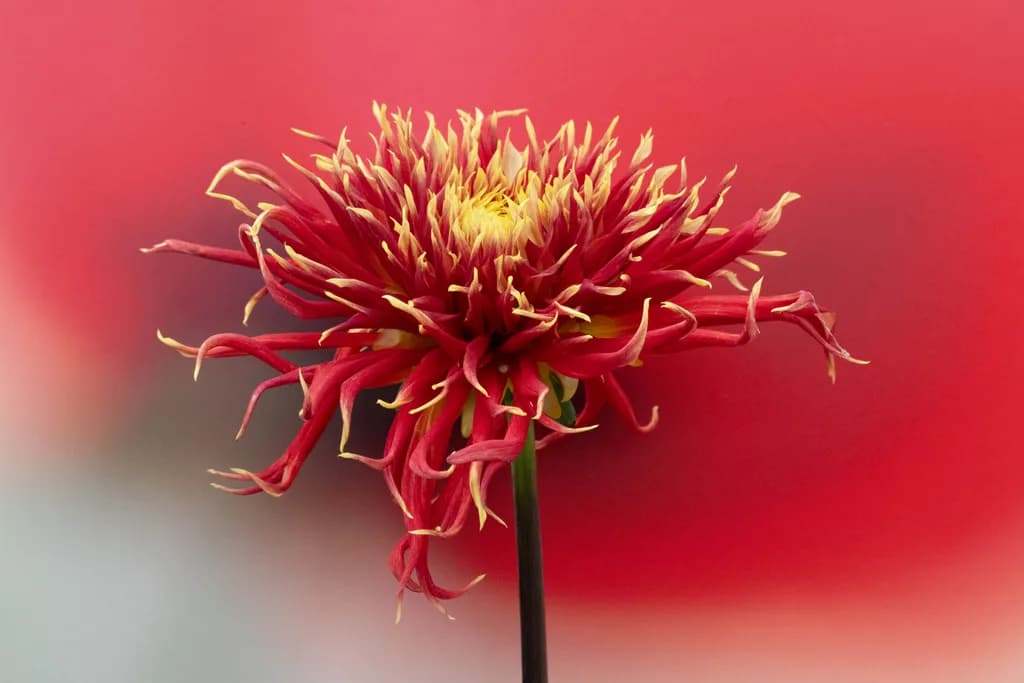 Flame Dahlia