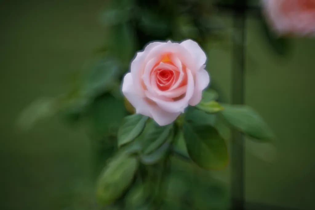 Bahama Mama Rose