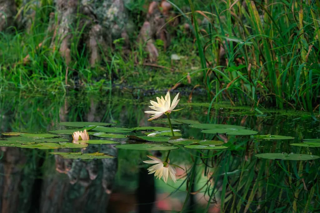 Silent Bloom