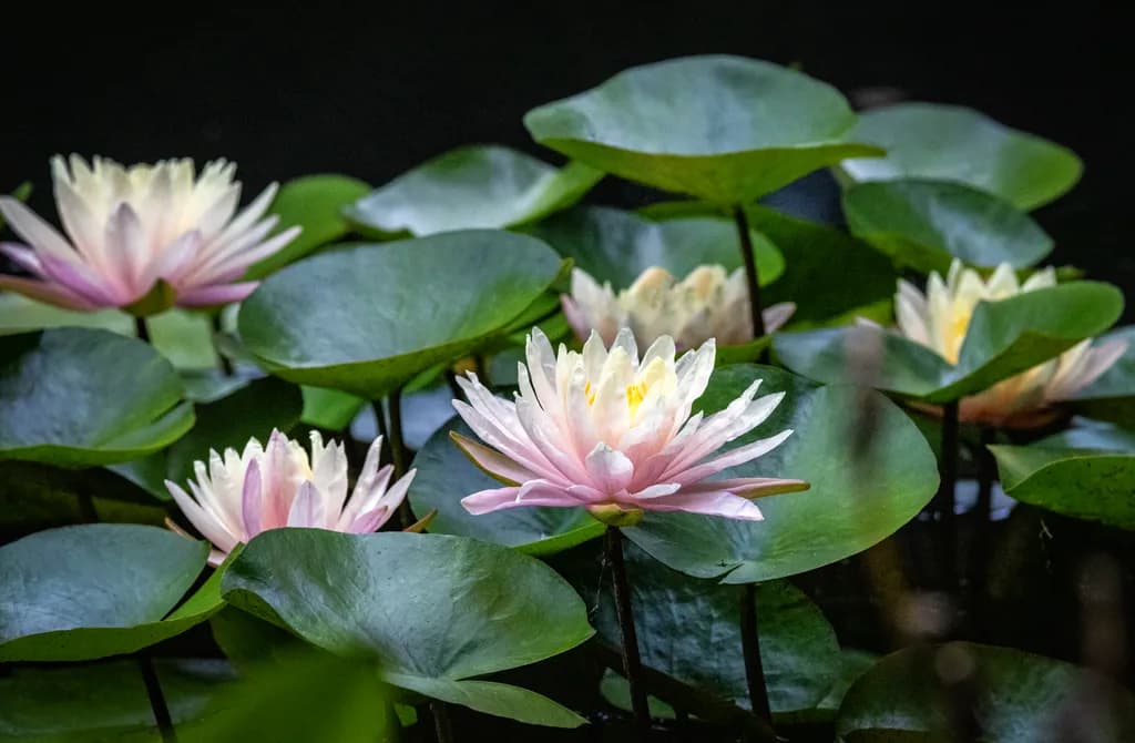 Glow of Lilies