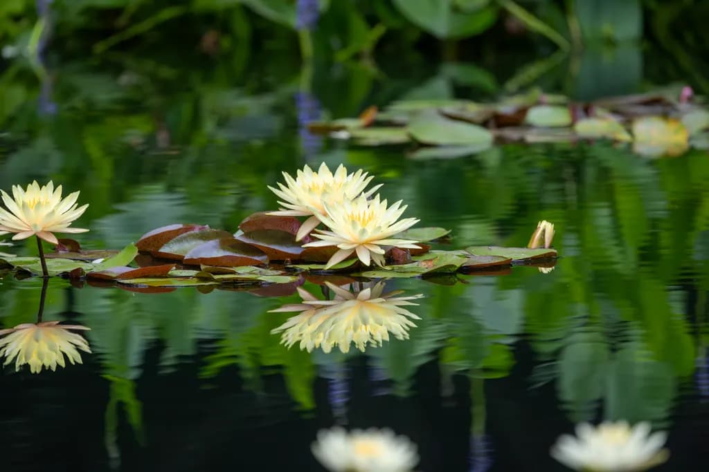 Lily’s Quiet Glow