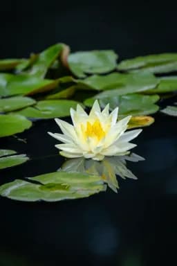 Water Lily Reflection