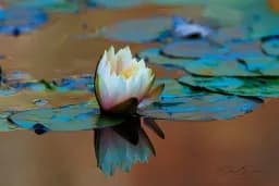 Ethereal Anticipation