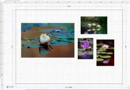 Water Lily Hero Wall