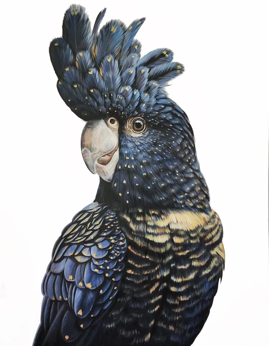 Penelope - Red-tailed Black Cockatoo