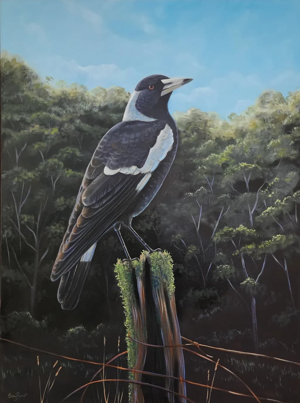Australian Magpie - By the Forest Edge