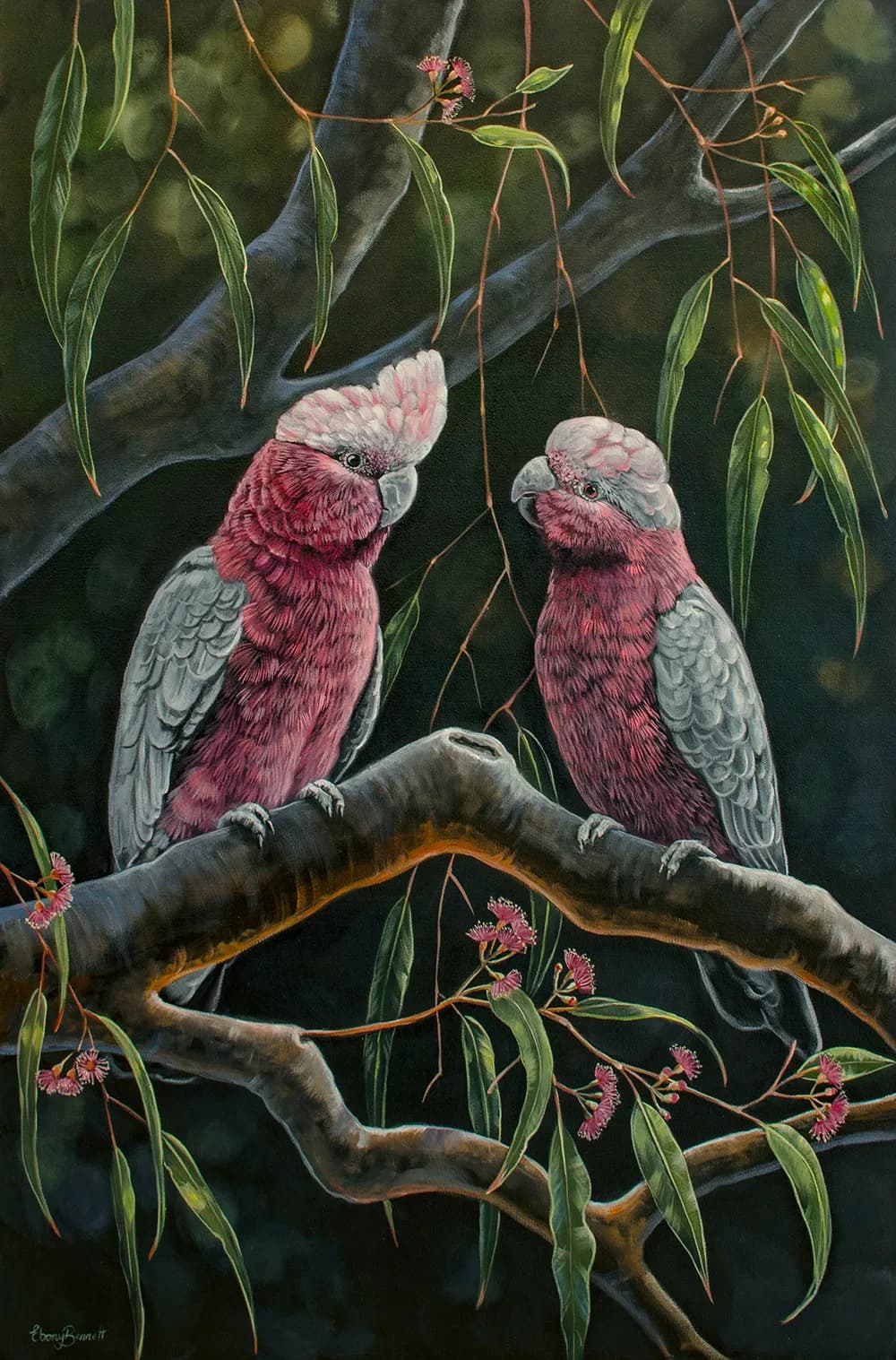 Galah Cockatoo's - 'Yes?'