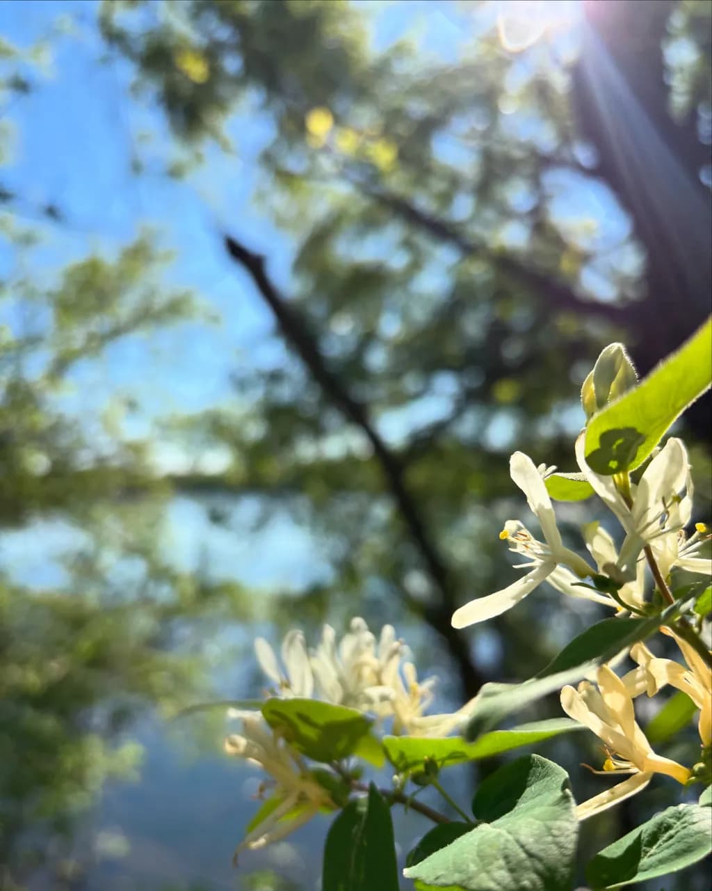 Whispers of Serenity: A Gentle Embrace of Nature's Blooms in Soft Light