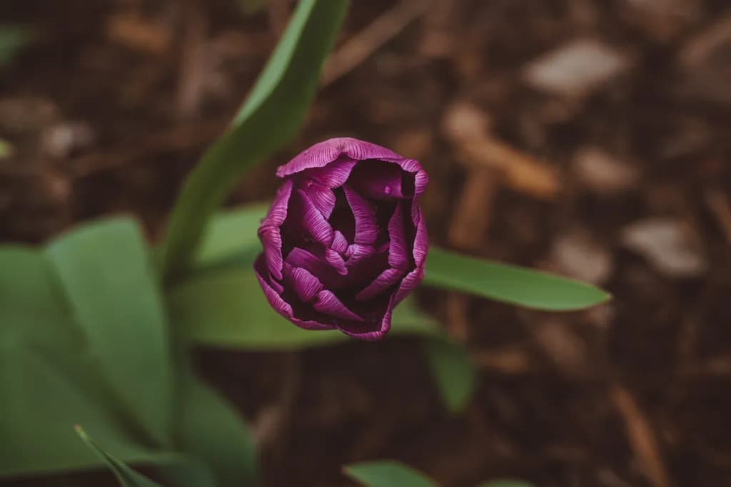 Purple Bloom