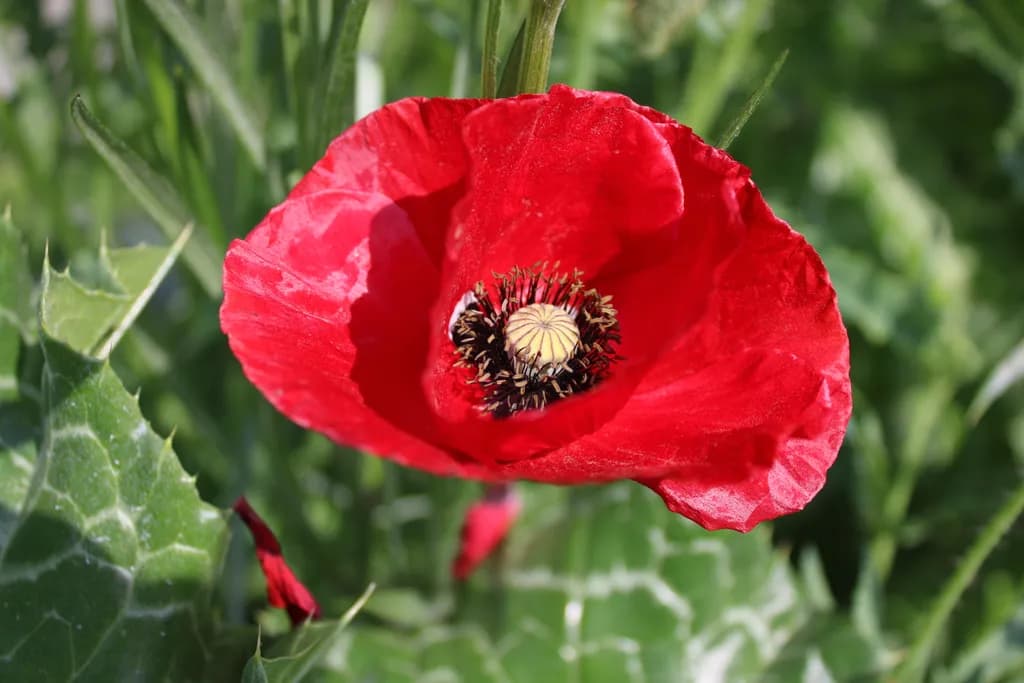 Red Flower Bloom