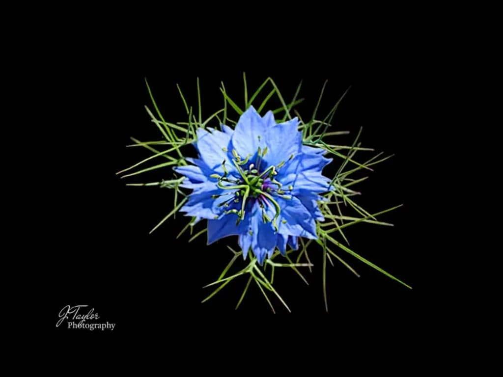 Blue Thorn Bloom
