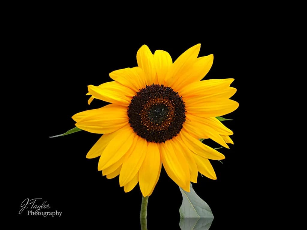 Golden Radiance