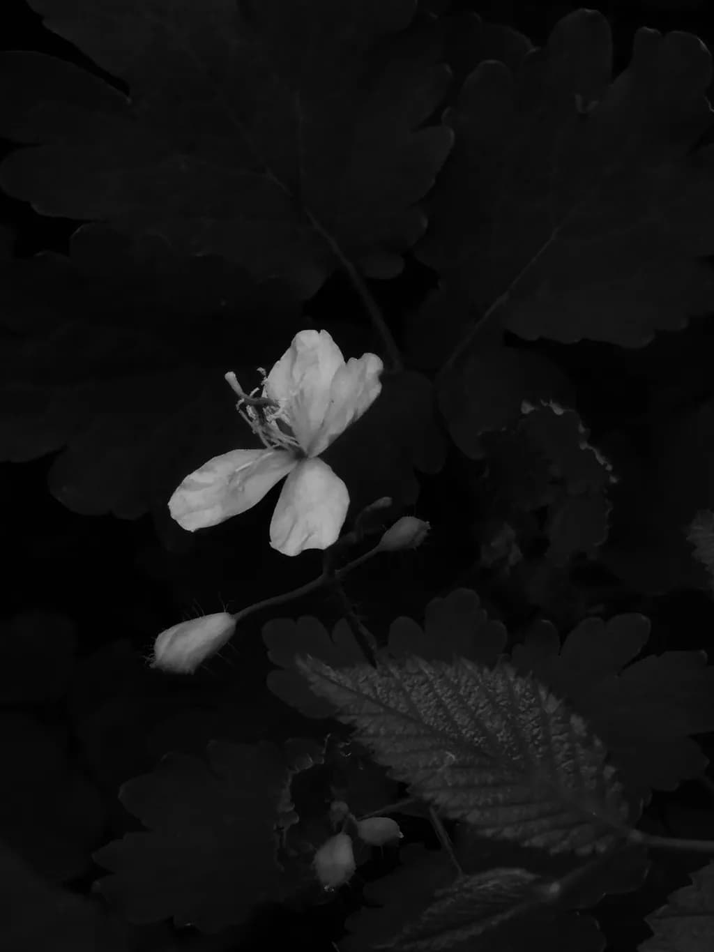 Whispers of Light: A Delicate Blossom Amidst Shadows