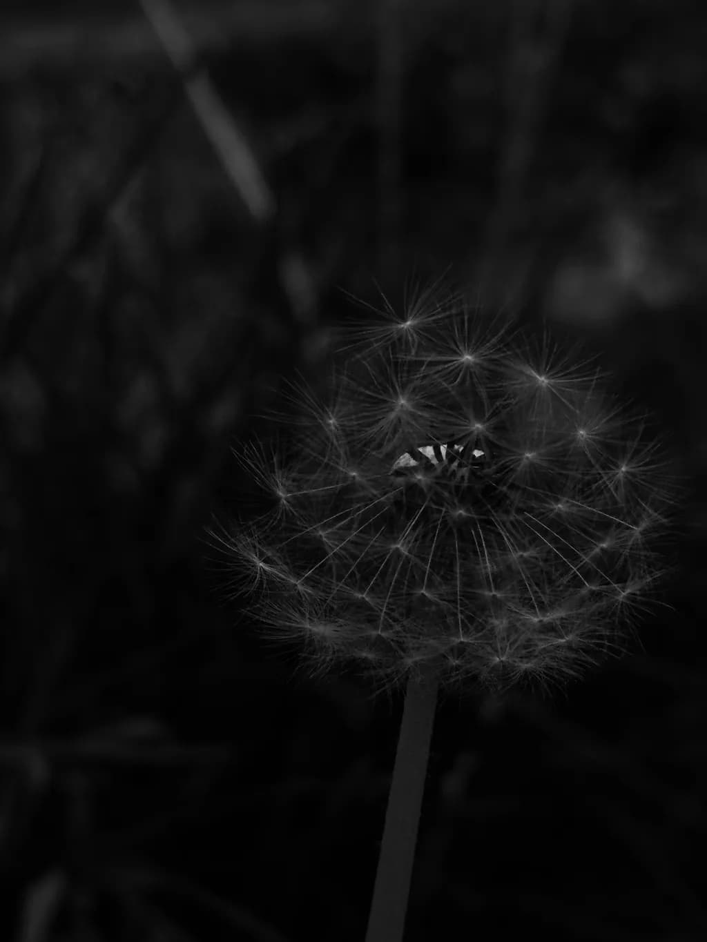 Whispers of Nature: A Delicate Dandelion in Black and White