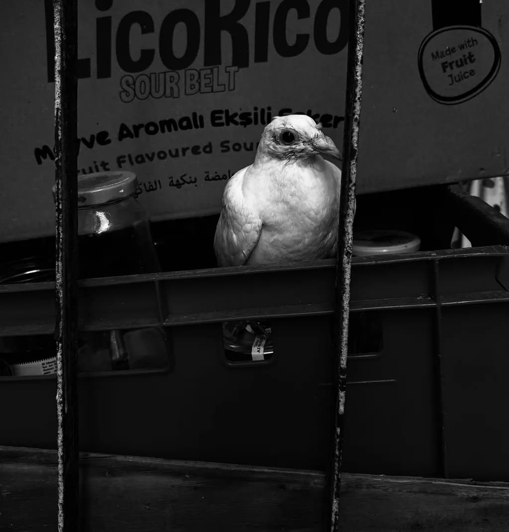 Urban Stillness: A Curious Bird in Black and White Container Artistry